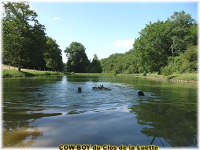 le bouvier des flandres et le cheval - Elevage du CLOS DE LA LUETTE - COPYRIGHT DEPOSE